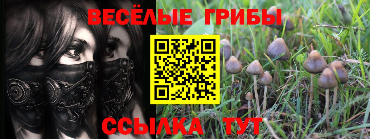 Псилоцибиновые грибы прущие грибы Кудымкар